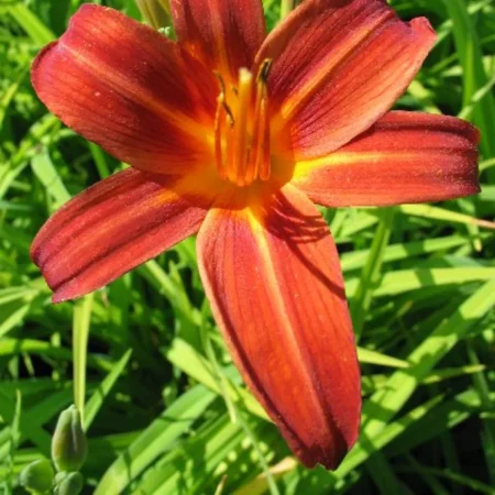 Daglilje, Hemerocallis 'Sammy Russell', 1 liter potte