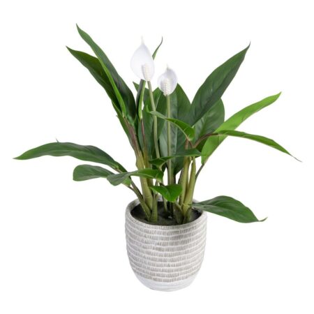 Dekorativ plante 40 x 41 x 48 cm Grøn PVC