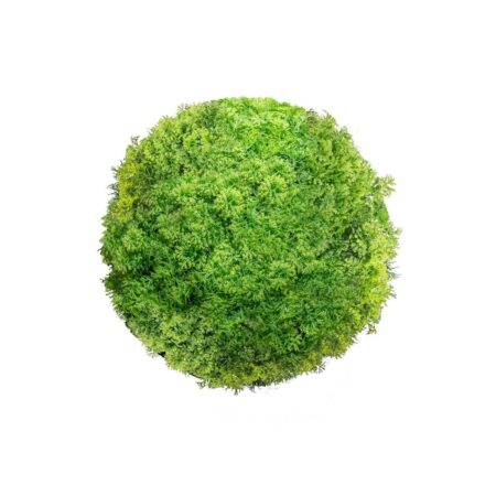 Dekorativ plante Krogla Mosser 20 x 20 x 20 cm