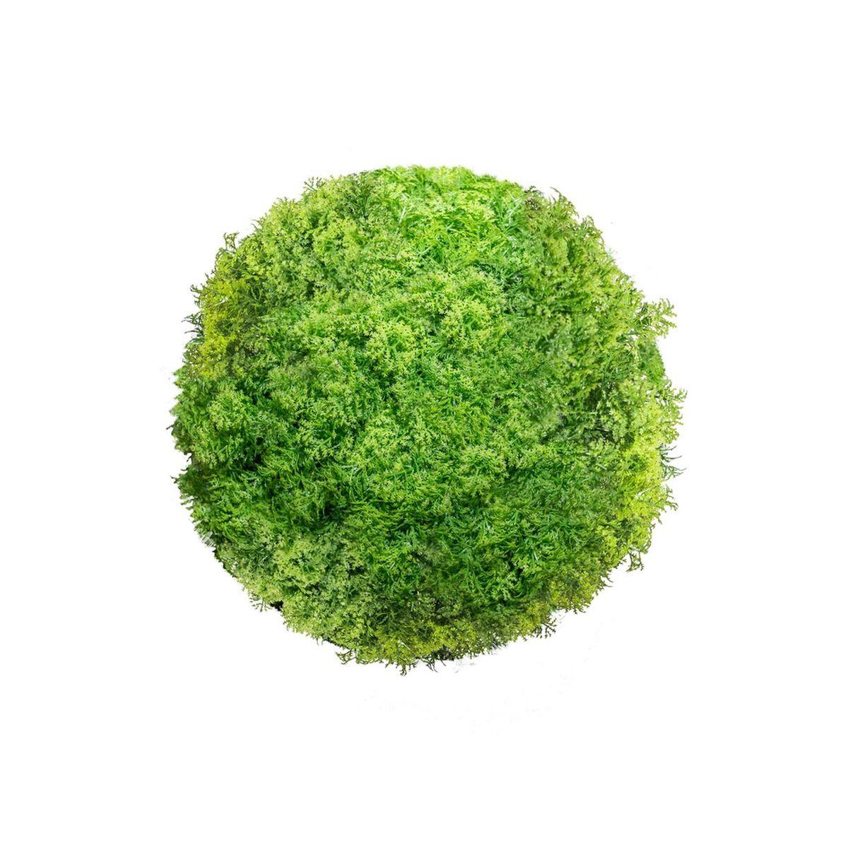 Dekorativ plante Krogla Mosser 20 x 20 x 20 cm Dekorativ plante Krogla Mosser 20 x 20 x 20 cm