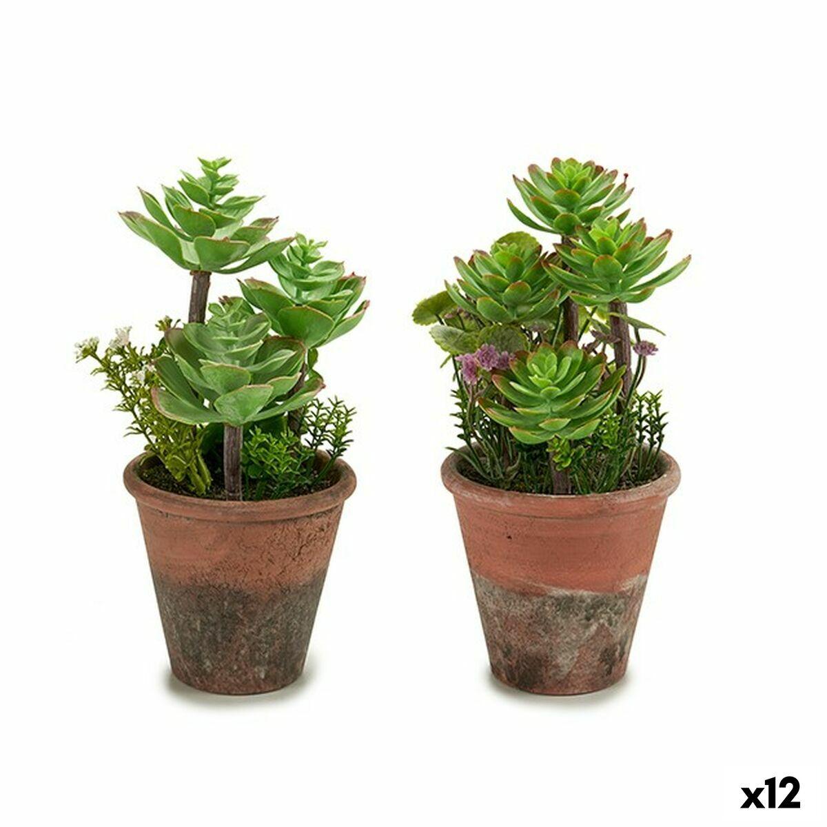 Dekorativ plante Sukkulent Plastik 16 x 23 x 16 cm (12 enheder) Dekorativ plante Sukkulent Plastik 16 x 23 x 16 cm (12 enheder)