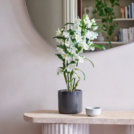 Dendrobium Bamboo Orchid House Plant in Capri Pot Ceramic Black