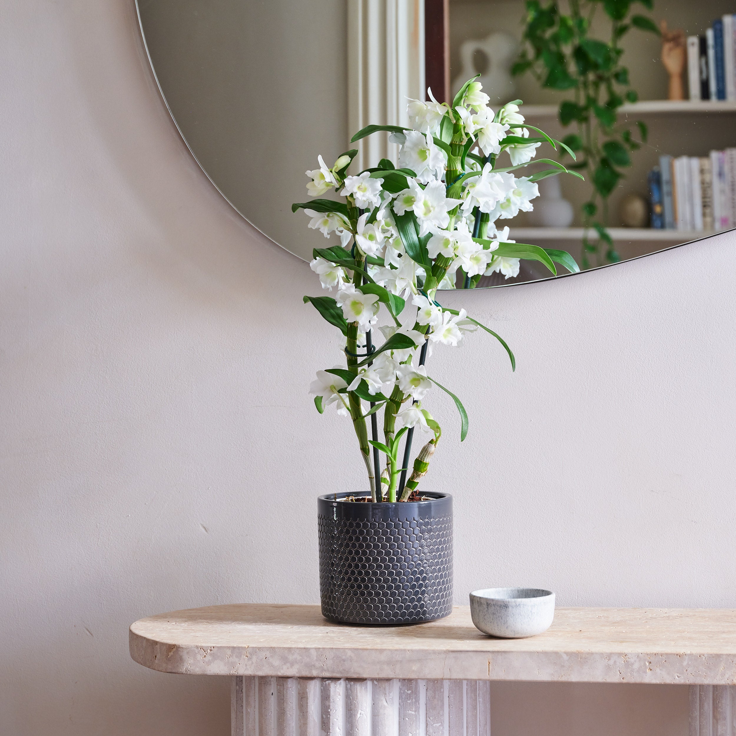 Dendrobium Bamboo Orchid House Plant in Capri Pot Ceramic Black Dendrobium Bamboo Orchid House Plant in Capri Pot Ceramic Black