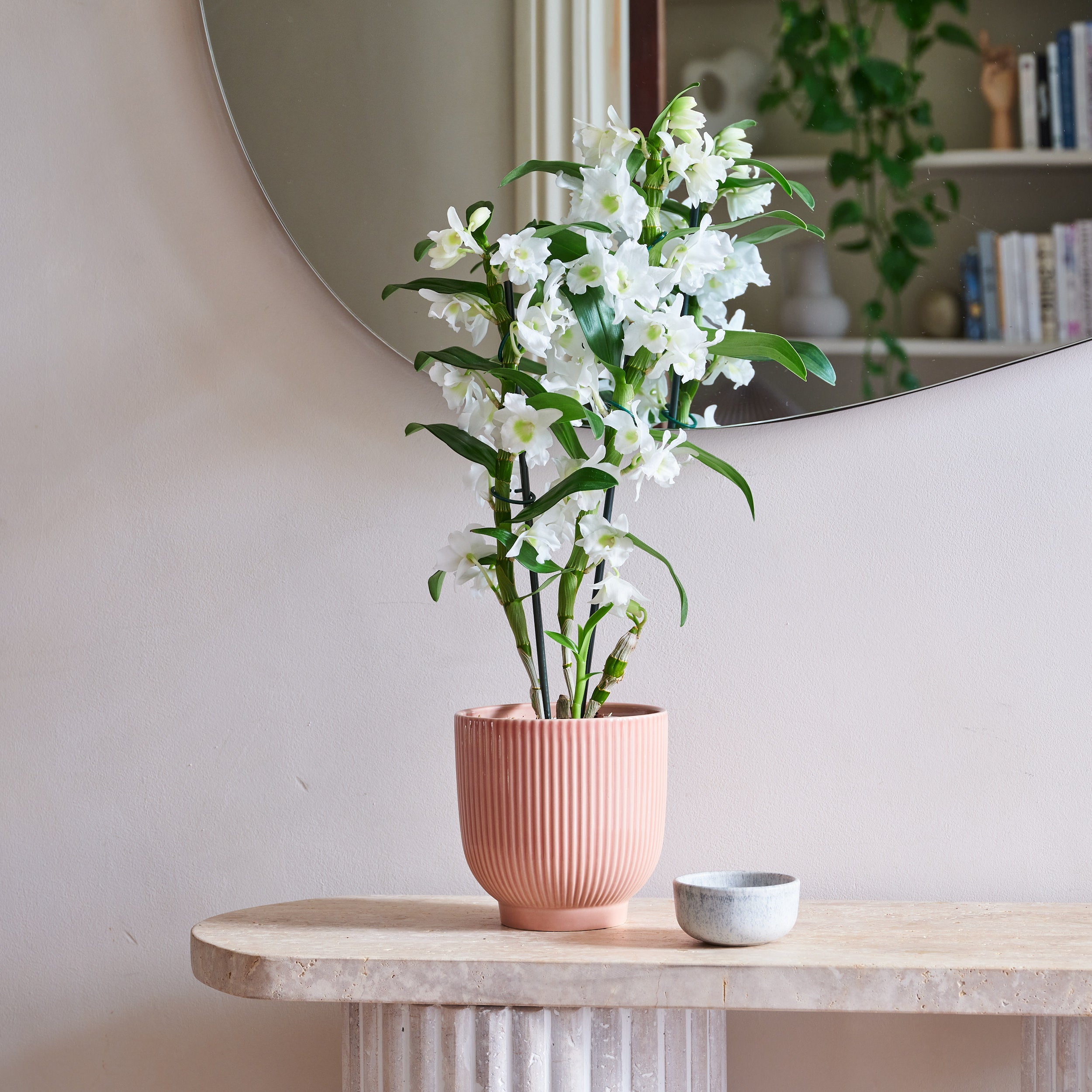 Dendrobium Bamboo Orchid House Plant in Ribbed Pot Ceramic Pink Dendrobium Bamboo Orchid House Plant in Ribbed Pot Ceramic Pink