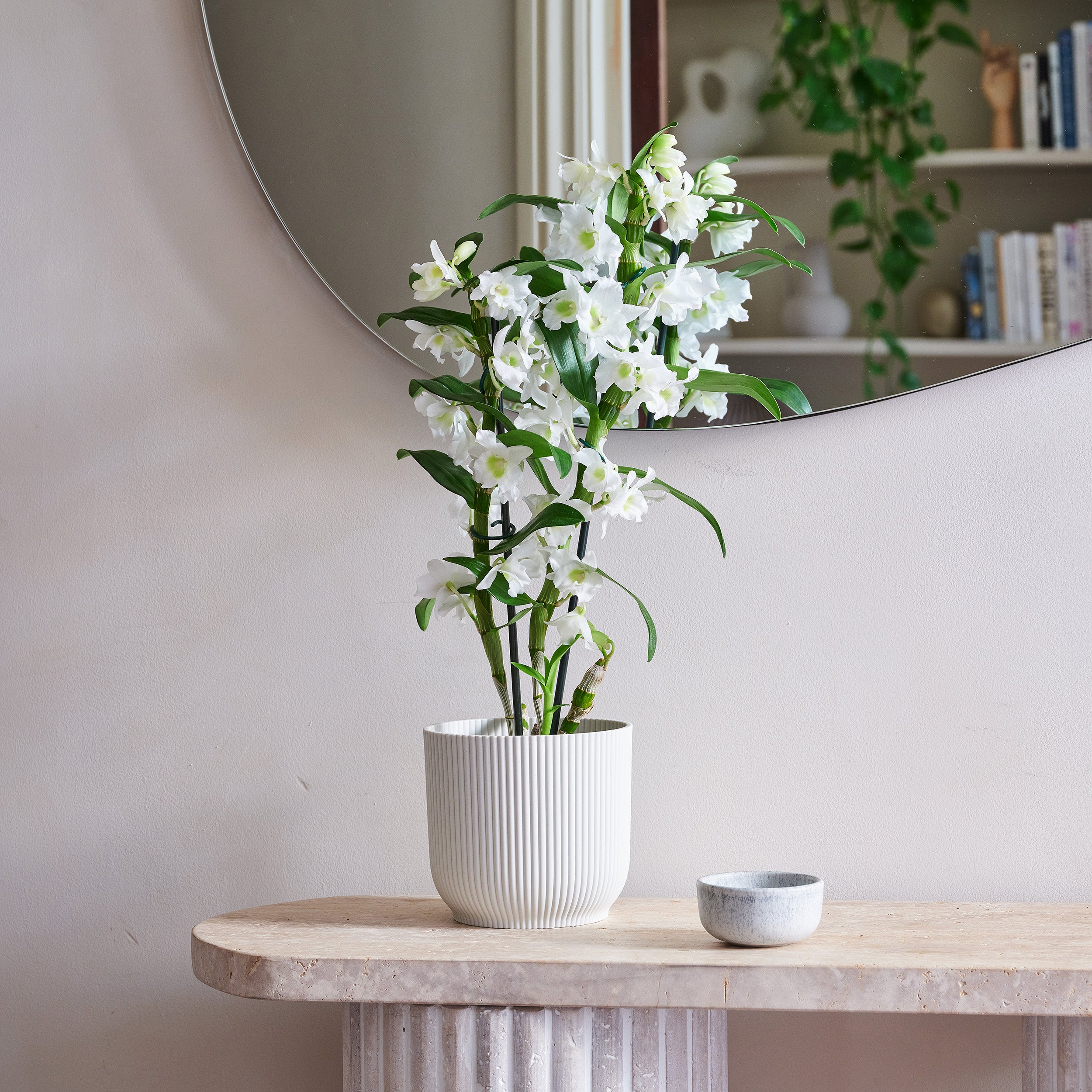 Dendrobium Bamboo Orchid House Plant in Vibes Pot Plastic White Dendrobium Bamboo Orchid House Plant in Vibes Pot Plastic White