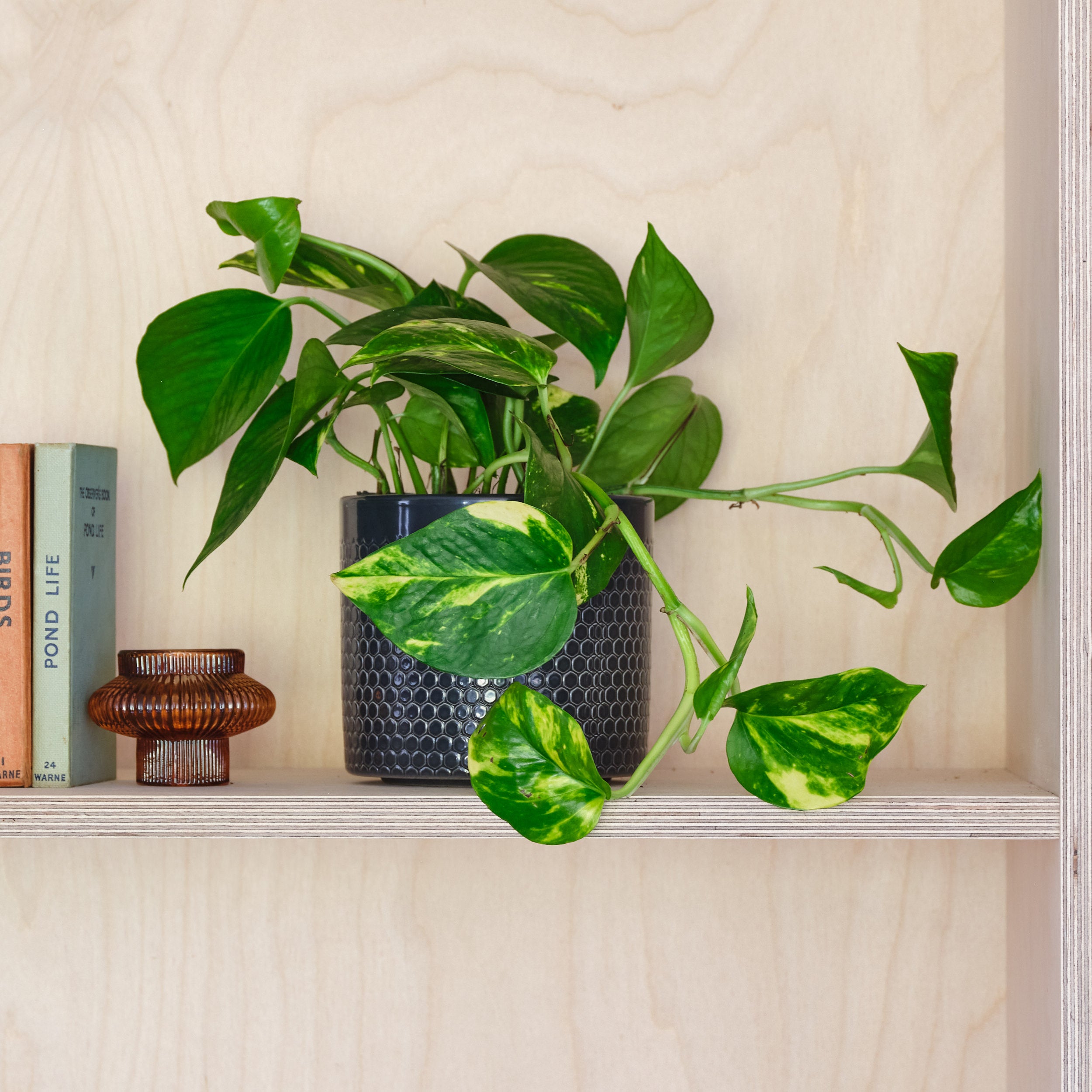 Devil's Ivy House Plant in Capri Pot Ceramic Black Devil's Ivy House Plant in Capri Pot Ceramic Black