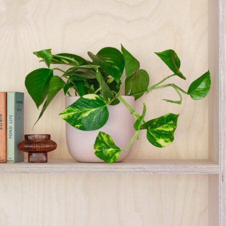 Devil's Ivy House Plant in Earthenware Pot Earthenware Pink