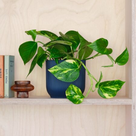 Devil's Ivy House Plant in Elho Pot Plastic Navy