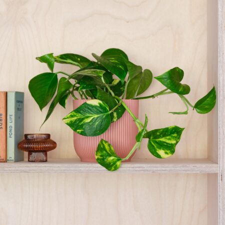 Devil's Ivy House Plant in Elho Pot Plastic Pink
