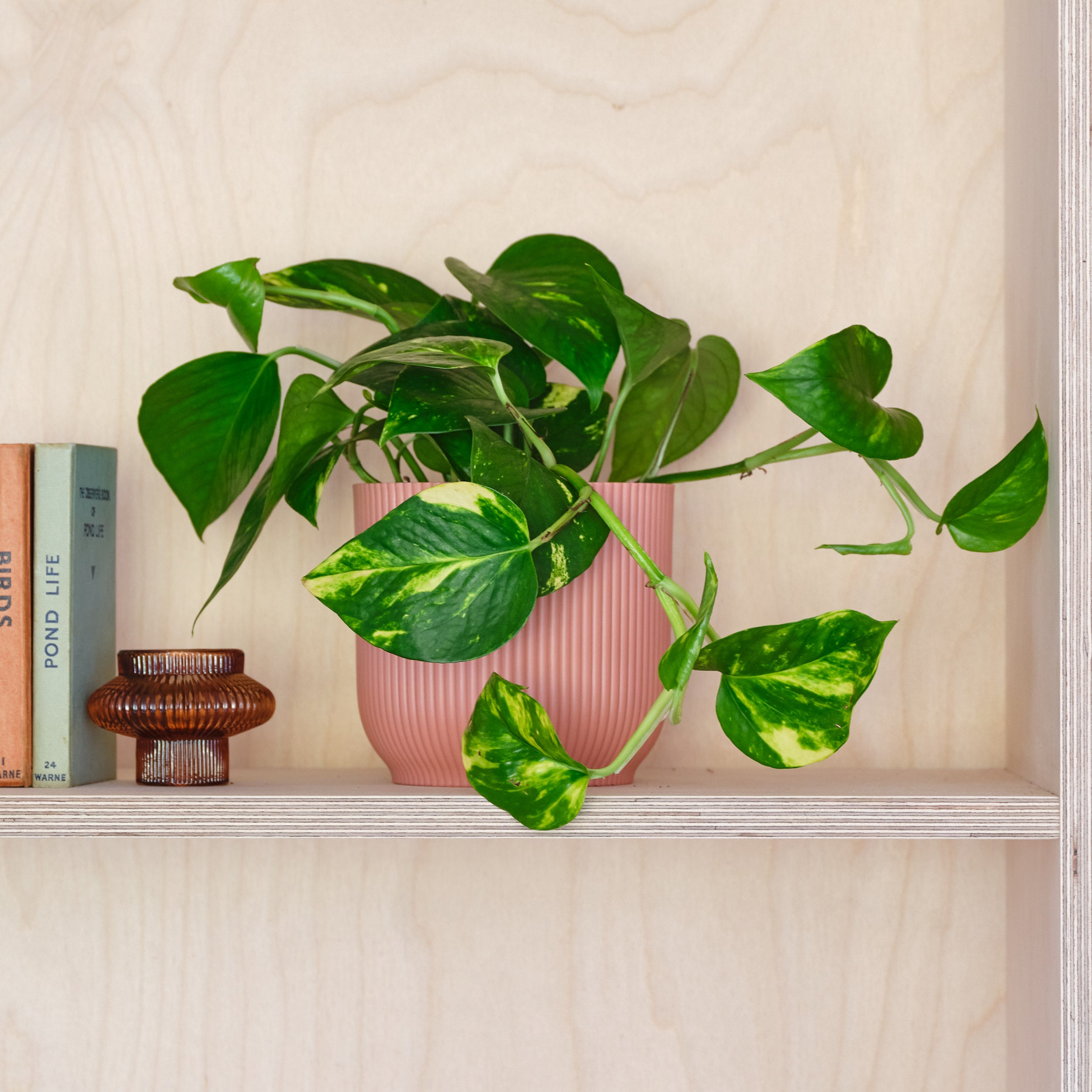 Devil's Ivy House Plant in Elho Pot Plastic Pink Devil's Ivy House Plant in Elho Pot Plastic Pink