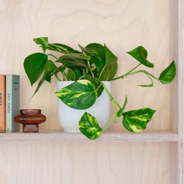 Devil's Ivy House Plant in Elho Pot Plastic White