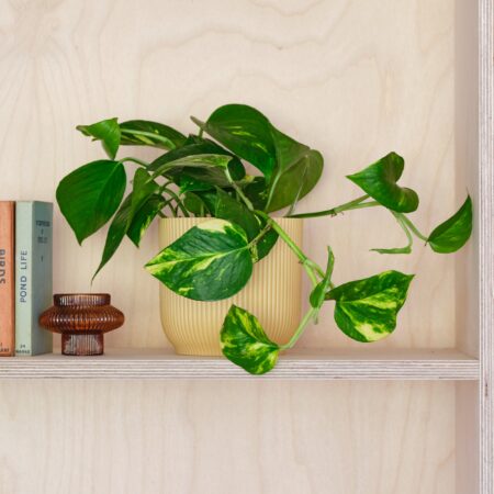 Devil's Ivy House Plant in Elho Pot Plastic Yellow