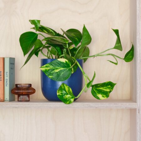 Devil's Ivy House Plant in Pot Earthenware Blue