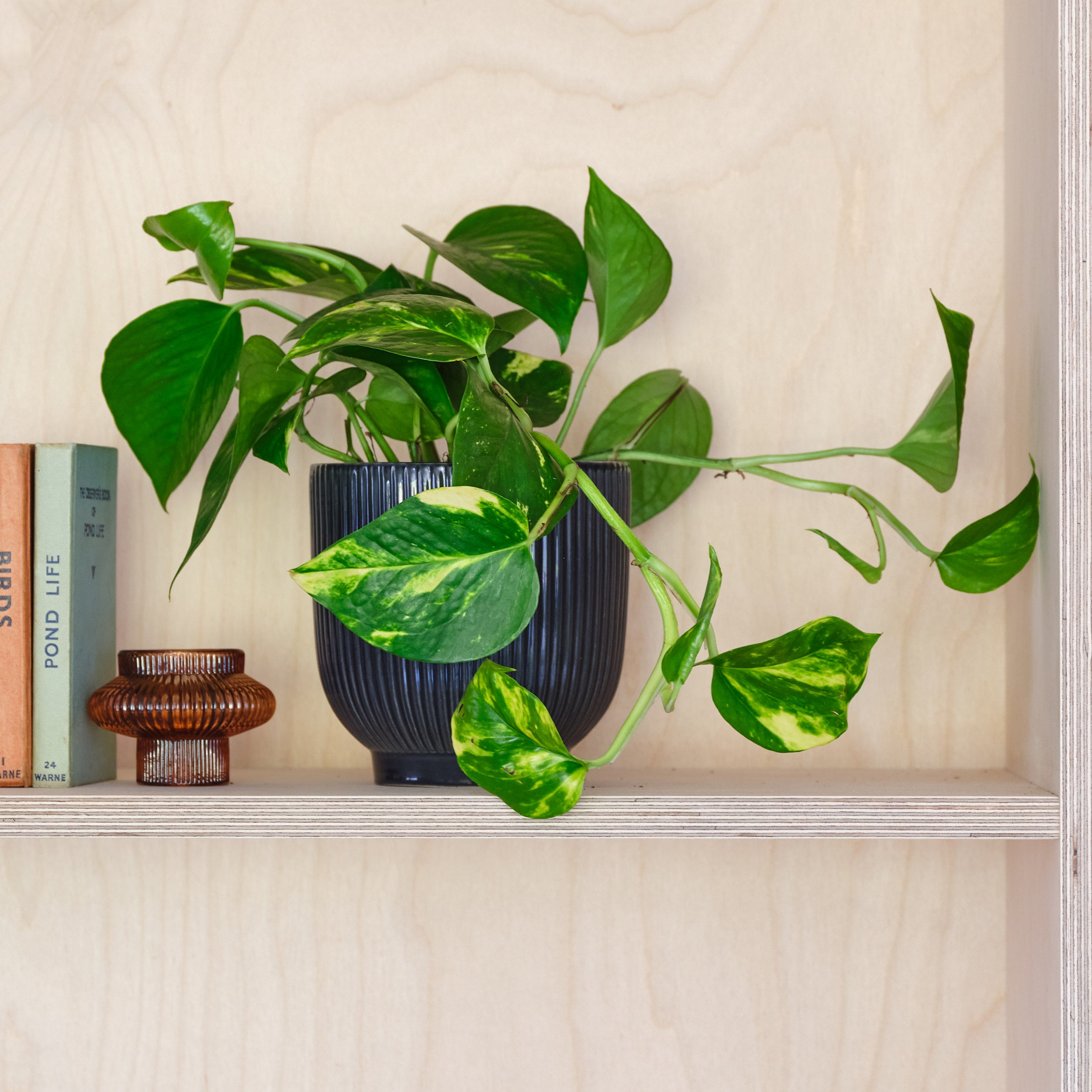 Devil's Ivy House Plant in Ribbed Pot Ceramic Navy Devil's Ivy House Plant in Ribbed Pot Ceramic Navy