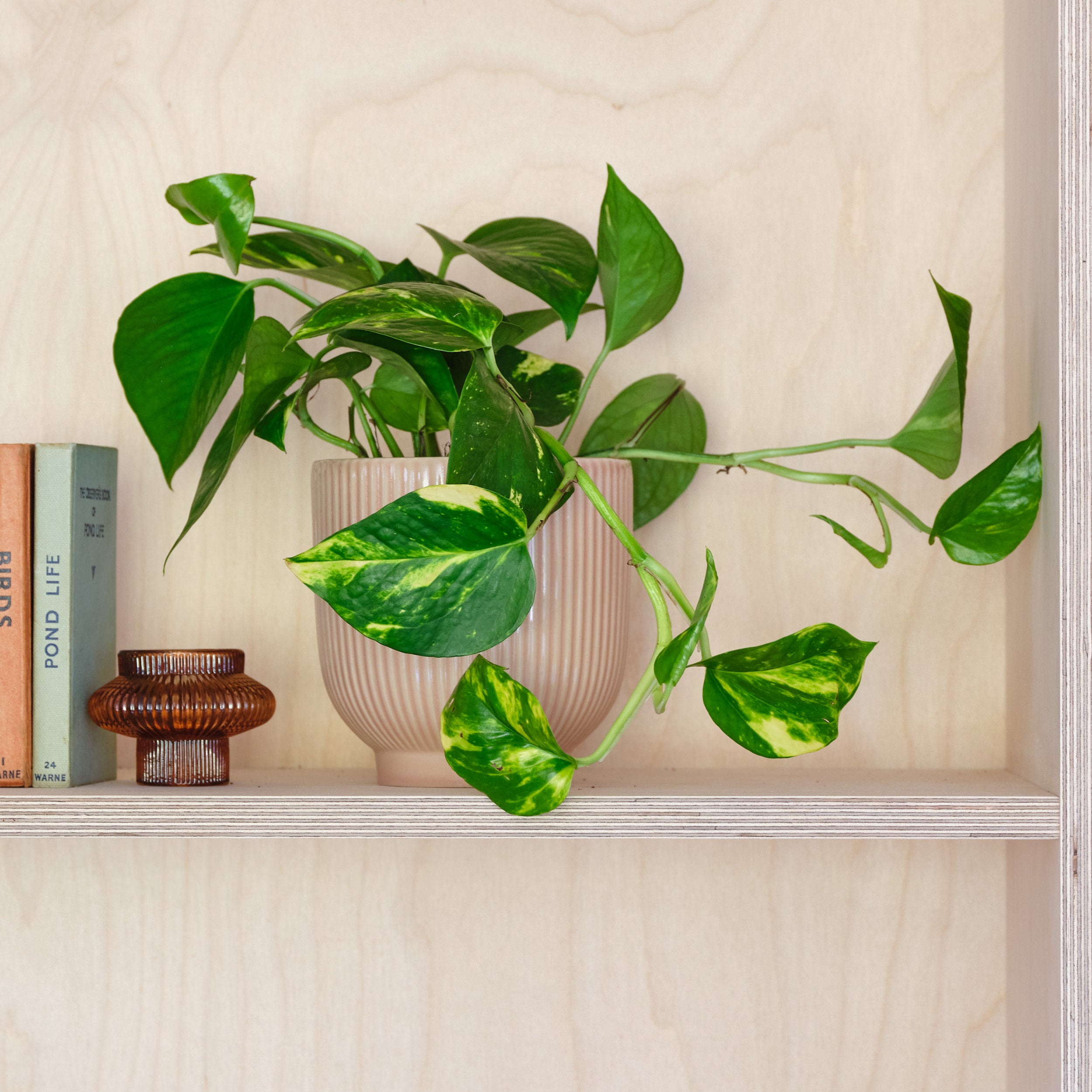 Devil's Ivy House Plant in Ribbed Pot Ceramic Pink