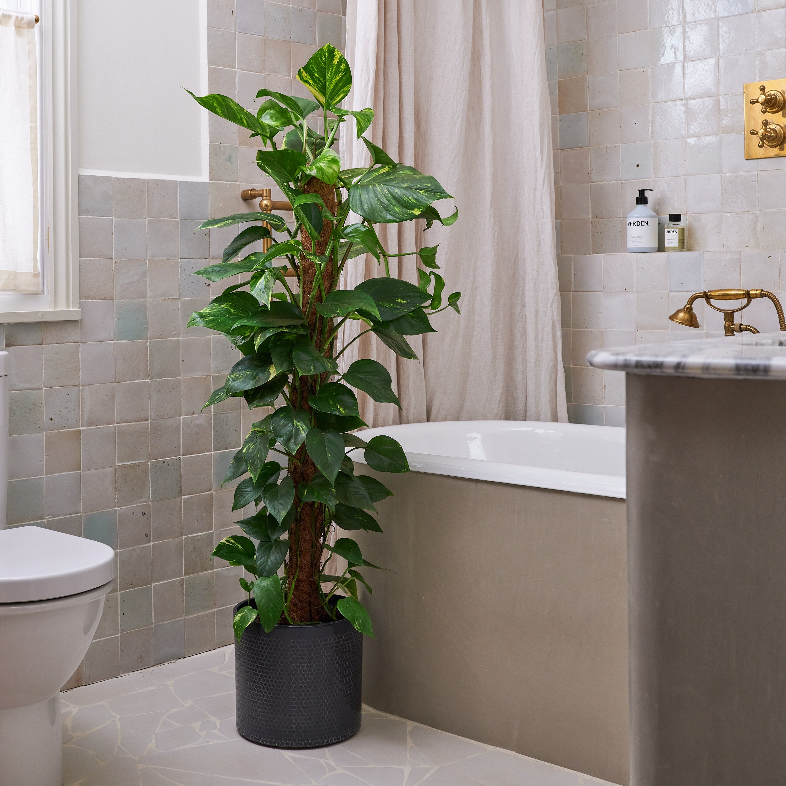 Devil's Ivy Moss Pole House Plant in Capri Pot Ceramic Black Devil's Ivy Moss Pole House Plant in Capri Pot Ceramic Black