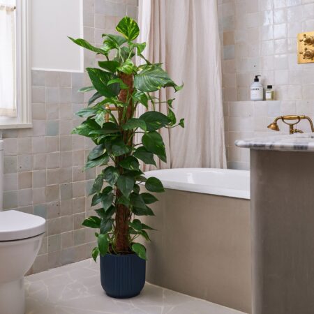 Devil's Ivy Moss Pole House Plant in Vibes Pot Plastic Navy