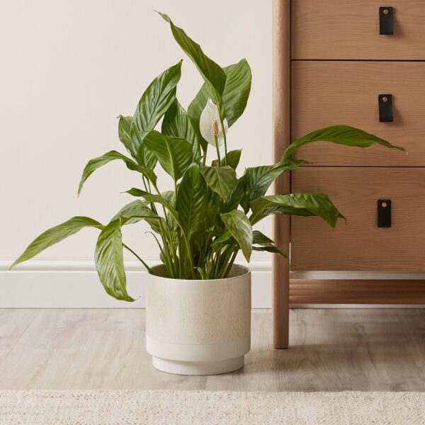 Dorma Purity Plant Pot Cream 22cm Natural