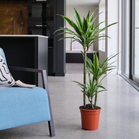 Dracaena Lemon & Lime House Plant Brown