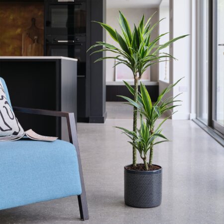 Dracaena Lemon & Lime House Plant in Capri Pot Ceramic Black