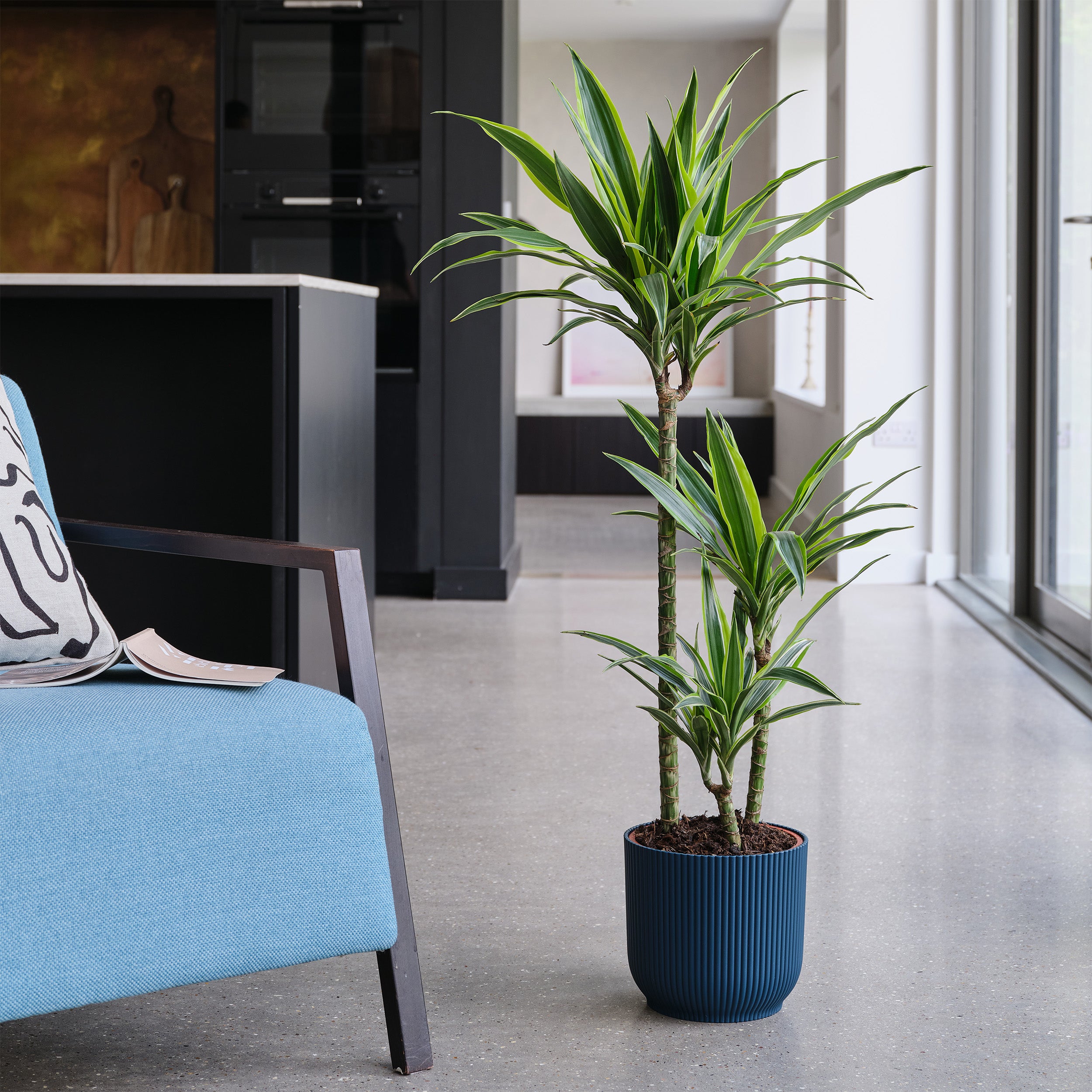 Dracaena Lemon & Lime House Plant in Elho Pot Plastic Navy Dracaena Lemon & Lime House Plant in Elho Pot Plastic Navy
