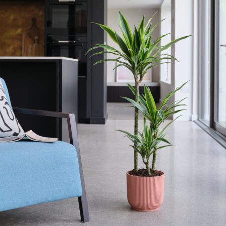 Dracaena Lemon & Lime House Plant in Elho Pot Plastic Pink