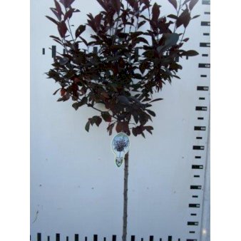Dværgblodblomme Opstammet 120 cm. 7,5 liter potte
