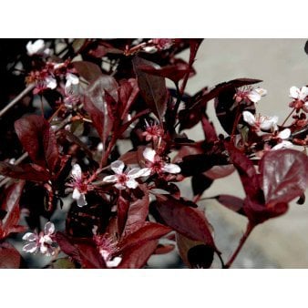 Dværgblodblomme Opstammet 120 cm. med potte