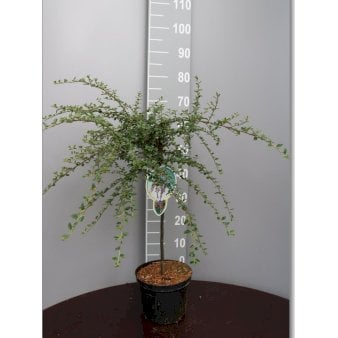 Dværgmispel 'Variegatus' Opstammet 60 cm. med potte