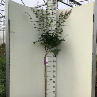Dværgsyren 'Bloomerang Pink Perfume' Opstammet 90 cm. 7,5 liter potte