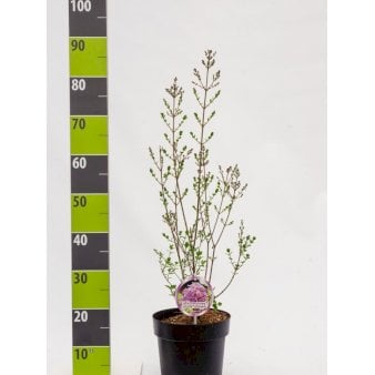 Dværgsyren 'Bloomerang Pink Perfume' Potte 4,0 liter,- 40-50 cm.