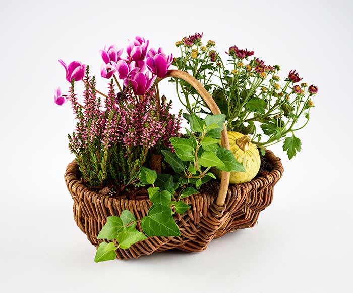 Efterår i lille kurv - Send blomster med Bloomit Efterår i lille kurv - Send blomster med Bloomit