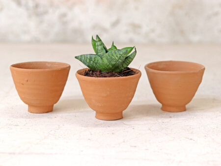 Egg Cup Plant Pot - Set Of 3