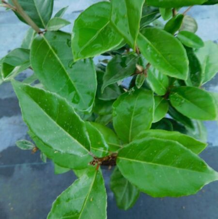 Elaeagnus X Ebbingei - Potte 4,5 liter