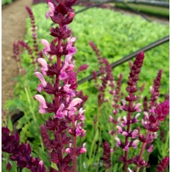 Etageprimula 1 liter potte