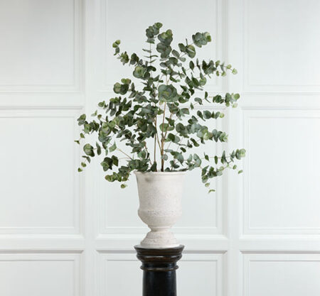 Eucalyptus Potted Plant