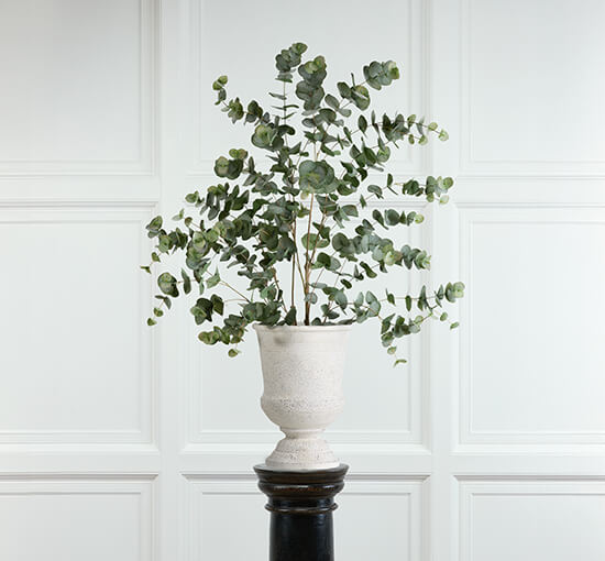 Eucalyptus Potted Plant Eucalyptus Potted Plant