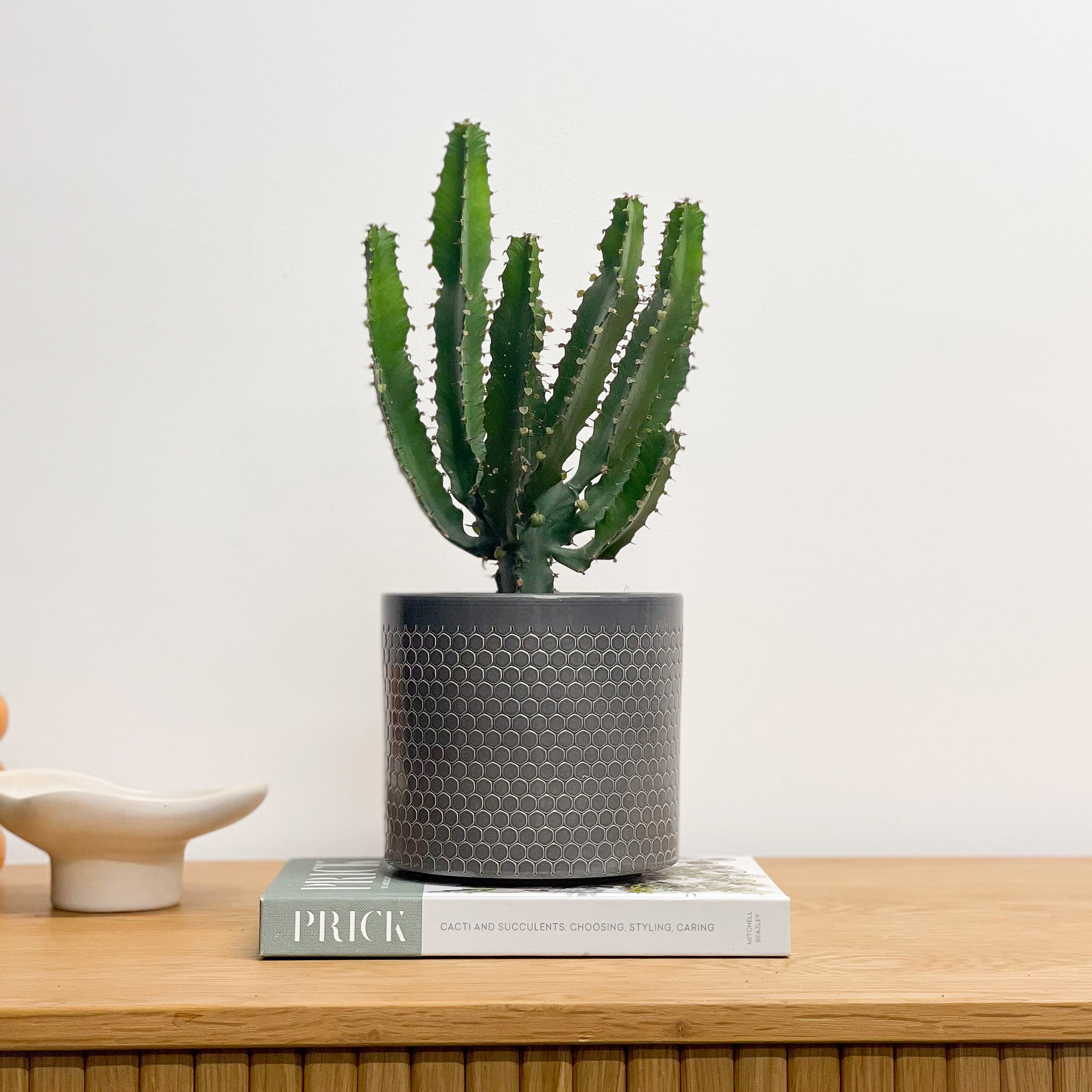 Euphorbia Triangularis House Plant in Capri Pot Ceramic Black Euphorbia Triangularis House Plant in Capri Pot Ceramic Black