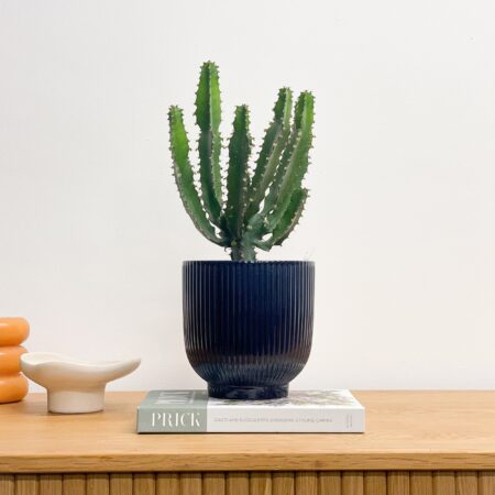Euphorbia Triangularis House Plant in Ribbed Pot Ceramic Navy