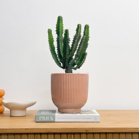 Euphorbia Triangularis House Plant in Ribbed Pot Ceramic Pink