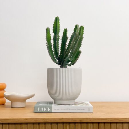 Euphorbia Triangularis House Plant in Ribbed Pot Ceramic White