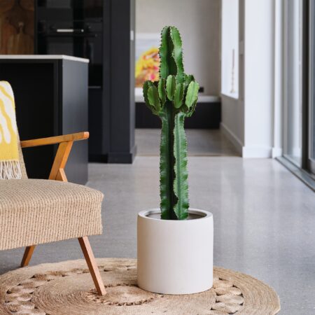 Euphorbia Trigona House Plant in Earthenware Pot Earthenware Oyster