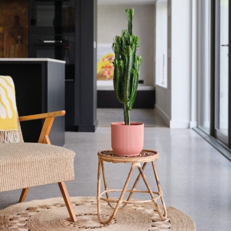 Euphorbia Trigona House Plant in Elho Pot Plastic Pink