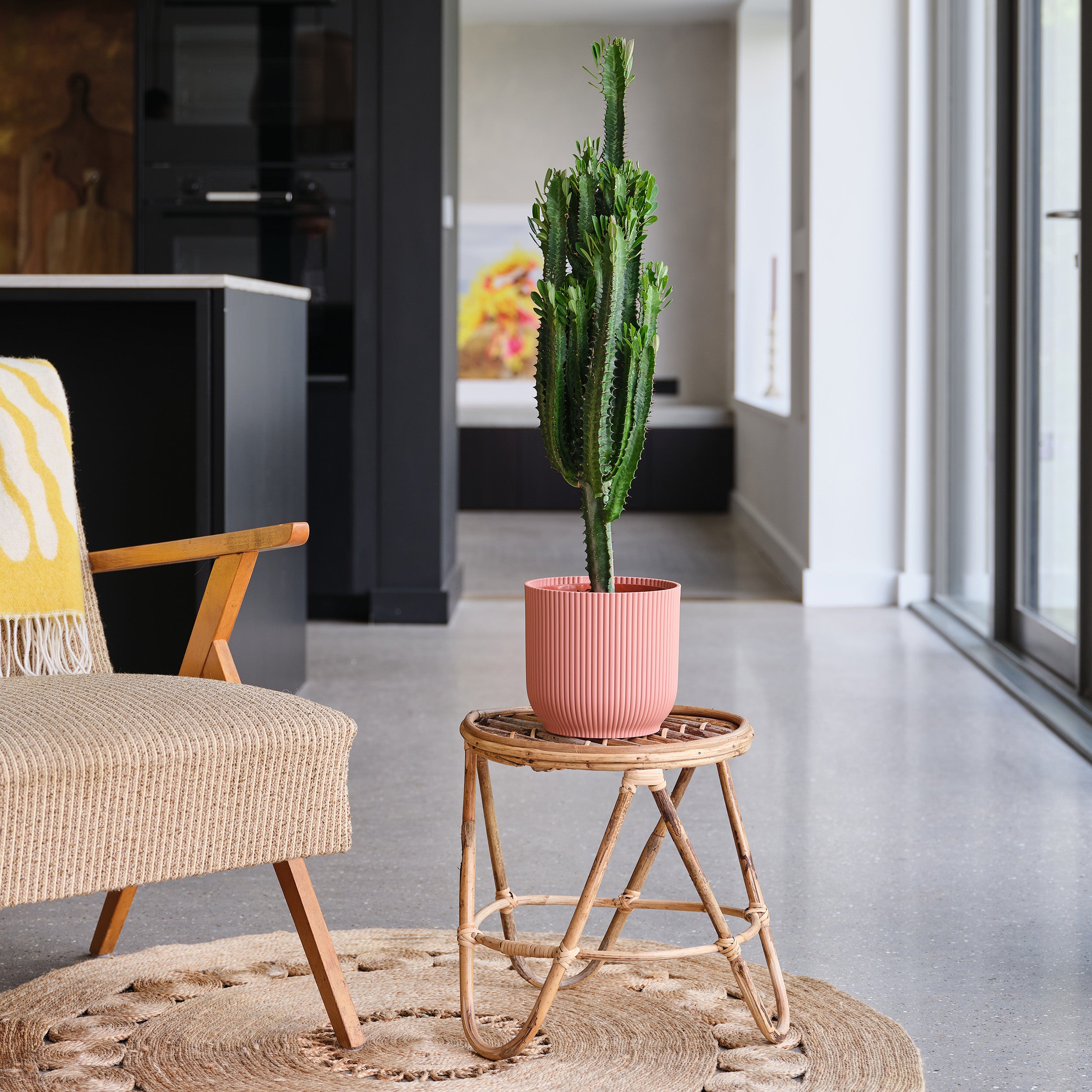 Euphorbia Trigona House Plant in Elho Pot Plastic Pink