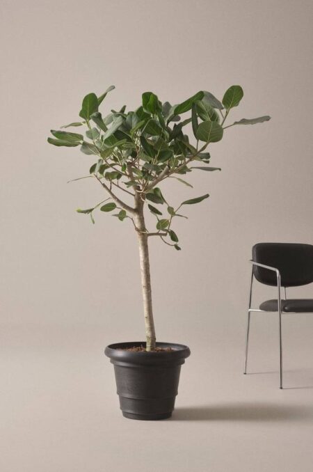 FICUS AUDREY plante, højde 150 cm Grøn