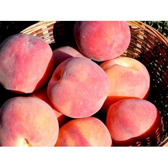 Fersken 'Red Heaven' Havefrugttræ Potte 7,5 liter 150-175 cm