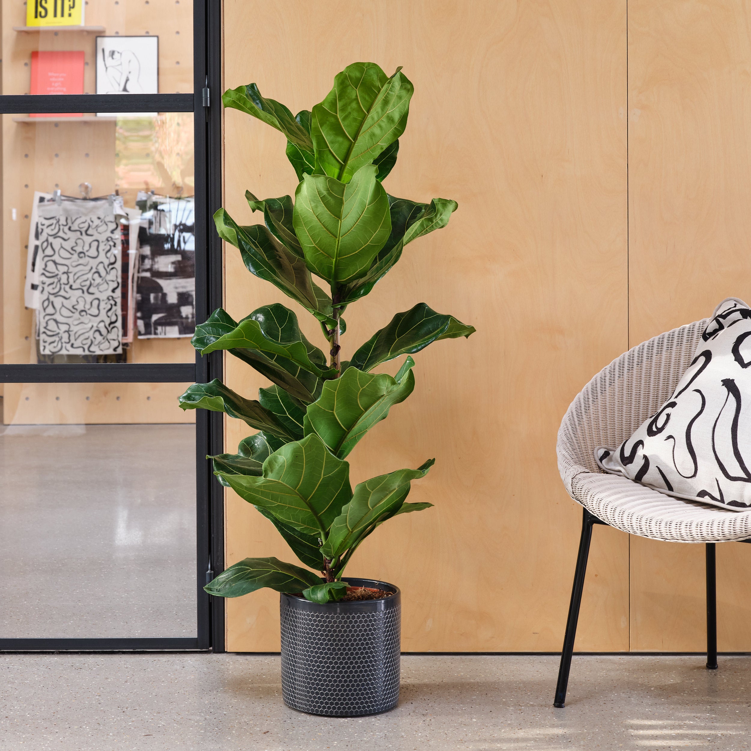 Fiddle Leaf Fig House Plant in Capri Pot Ceramic Black Fiddle Leaf Fig House Plant in Capri Pot Ceramic Black