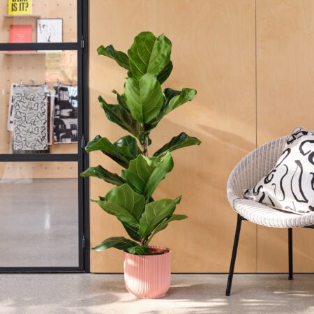 Fiddle Leaf Fig House Plant in Elho Pot Plastic Pink