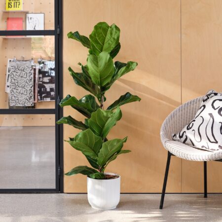 Fiddle Leaf Fig House Plant in Elho Pot Plastic White