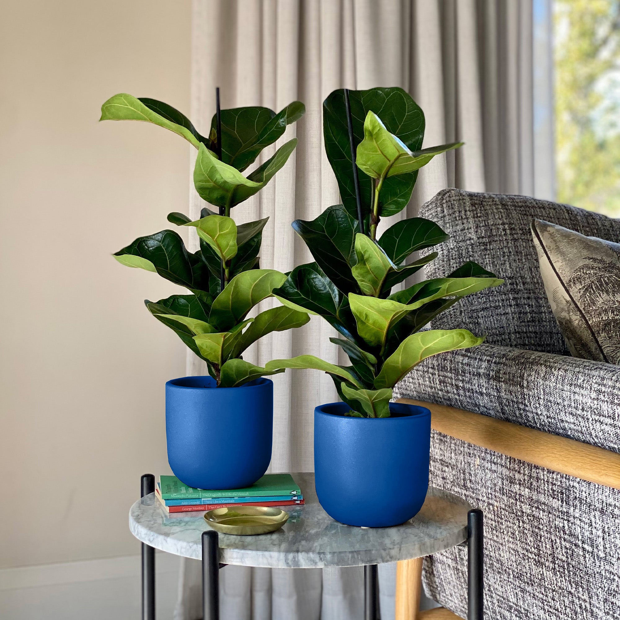 Fiddle Leaf Fig Potted House Plant Bundle Earthenware Blue Fiddle Leaf Fig Potted House Plant Bundle Earthenware Blue